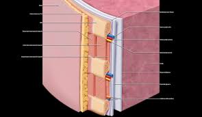 A pulled rib muscle can take 6 to 12 weeks to fully heal, so try to rest as much as possible to avoid stretching the muscle any further. Intercostal Muscle An Overview Sciencedirect Topics