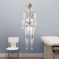 Skeletal System Front Life Size Body Part Chart Removable Wall Graphic