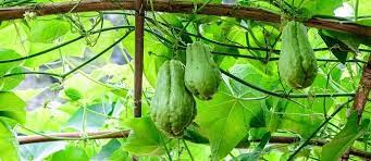 Mar 13, 2017 · growing chayote squash. Make Your Garden Unique With Chayotes The Permaculture Research Institute