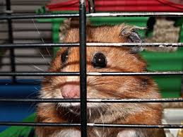 This choice changes as we include new free embroidery patterns, so inquire frequently. Hamster Cage The Faces Of Free Stock Photos In Jpeg Jpg 2272x1704 Format For Free Download 1 38mb