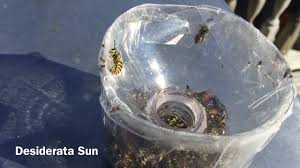 About press copyright contact us creators advertise developers terms privacy policy & safety how youtube works test new features press copyright contact us creators. Easy How To Make A Yellow Jacket Wasp Trap Youtube