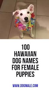 100 Hawaiian Dog Names For Female Puppies Hawaiian Dog Names Dog Names Female Dog Names List