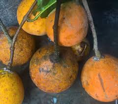 Image result for Landolphia robustior