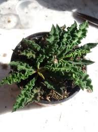 Image result for Stomatostemma monteiroae