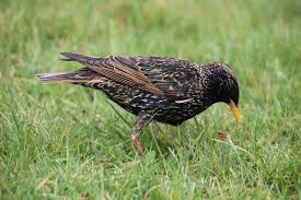 they won't update 50 yr old copper lines in my state. North York Wildlife Removal A Deep Look Inside The Starling