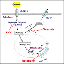 This is a glucose analog that is avidly taken up by cancer cells. Induction Of The Warburg Effect By Kaposi S Sarcoma Herpesvirus Is Required For The Maintenance Of Latently Infected Endothelial Cells Pnas