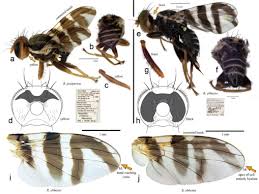 Image result for Rhagoletis completa