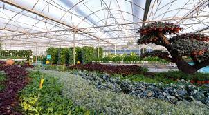 These plants look attractive with their glossy, dark green leaves and large, fragrant blossoms that are white, purple, pink, red and yellow. Fruit Trees Specialist Nurseries Website Fruit Trees