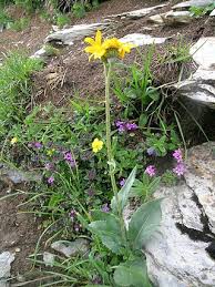 Image result for Senecio speciosus
