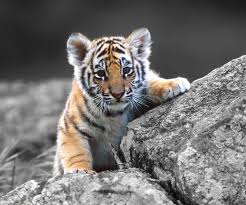 Download beautiful, curated free backgrounds on unsplash. Free Download Amazing Animals Tiger Baby Tiger Wallpaper Wallpapers55com Best 960x800 For Your Desktop Mobile Tablet Explore 49 Awesome Animal Wallpapers Amazing Wildlife Desktop Wallpaper Wild Animal Wallpapers For