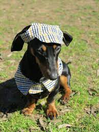 Franky The Detective Dachshund Floppy Hat Detective