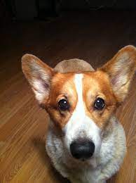 Snazzy Corgi Just Had His Haircut Think He S Bashful Corgi Corgi Dog Dogs