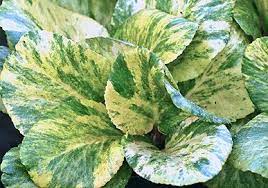 Beautiful Bold Bergenia Enchanted Gardens Leafy Plants Shade Plants Variegated Plants