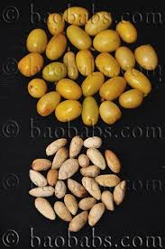 Image result for Azadirachta