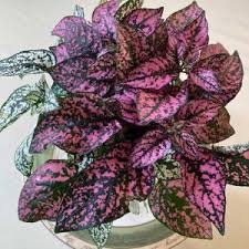 Image result for Hypoestes