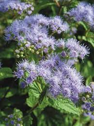 Eupatorium Wayside Bluestone Perennials Perennials Short Plants Garden Problems