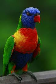 Beautiful And Colorful Lory Bird Jurong Bird Park Singapore Papagaios Coloridos Periquitos Passaros Coloridos