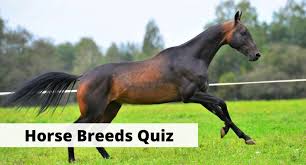 Here are answers to the top 10 most commonly asked questions about horseback riding. Horse Breeds Quiz 20 Trivia Questions To Test Your Knowledge