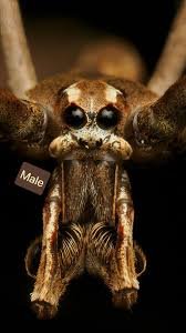 Image result for Lagenaria rufa