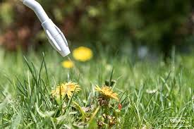.yaitu jenis rumput belulang (eleusine indica), tuton (echinochloa colona), rumput grintingan (cynodon dactilon), rumput pahit (paspalum distichum), dan rumput sunduk gangsir (digitaria ciliaris). 7 Cara Membasmi Gulma Secara Permanen 100 Ampuh