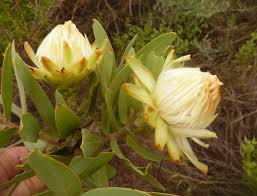 Image result for Protea welwitschii