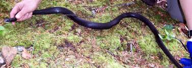 A woman in northern virginia found an extremely rare baby copperhead snake in her neighbor's yard recently, complete with not one but two heads. The 10 Most Commonly Seen Snakes In Dc Metro Area Reptiles Alive