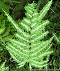 Image result for Pteridaceae