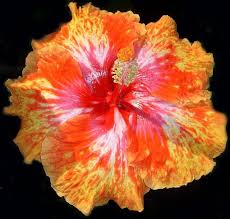 We did not find results for: Hibiscus Razzle Dazzle X Self X Self Hibiscus Flowers Hibiscus Beautiful Flowers
