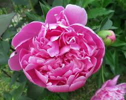 Jika tertarik memilikinya, berikut 99.co telah merangkum cara menanam bunga sedap malam yang mudah diikuti. 6 Khasiat Bunga Sedap Malam Yang Harus Anda Ketahui Page 3 Lifestyle Jpnn Com