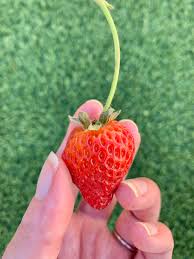 When placing your strawberry plant in the rockwool cube, position the crown of the plant (which is just at the base of the main stem) slightly above the surface. 28 Strawberry Growing Tips How To Grow Big Juicy Strawberries