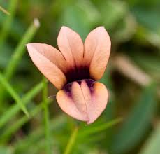 Image result for Monopsis