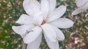 It grows wild in the in tennessee, photinus pyralls is the most familiar species. Guide To Identifying Spring Flowers In Middle Tennessee Wztv