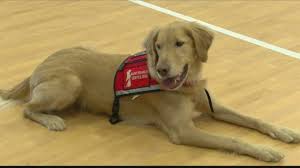 If an owner shows you a 'certificate or id card', to try and enter your establishment, it is almost certainly a fake service dog. How To Spot A Fake Service Dog And What To Do Next