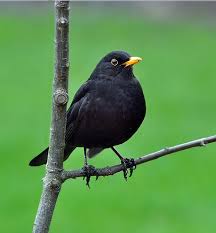 Black Birds You Can Have As Pets Treknature Common Blackbird Photo Black Bird Common Birds Pet Birds