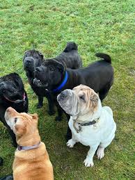 Kindly donated by Kerry Ralph Edwardson this fab Santa paws dog sack  Starting bid £5 +£3p&p