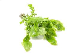 Image result for Rorippa