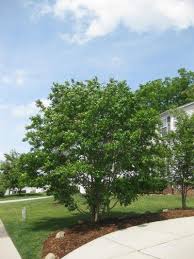 Fixing A Crepe Myrtle That Is Not Blooming Crepe Myrtle Crepe Myrtle Trees Myrtle Tree