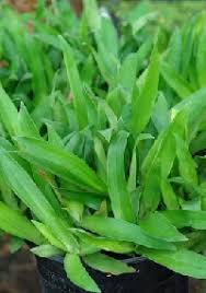 Khasiat rumput mutiara apa saja yang baik untuk kesehatan? Anim Agro Technology Rumput Siti Khadijah Kenali Dia