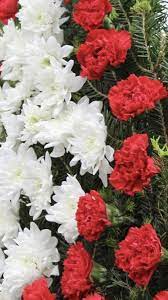 Find here details of companies selling carnation flower, for your purchase requirements. Red Carnation Wholesale Flowers Carnation Flower Flowers For Sale