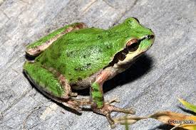 Identifying California Frogs And Toads