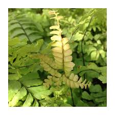 Image result for Adiantum hispidulum
