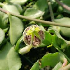 Image result for Ceropegia incana