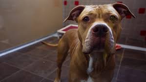 Our animals come from a variety of sources. Report Shows Kill Data For Animal Control Arl