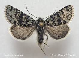 Image result for Syngrapha parilis