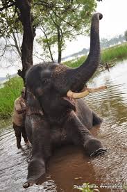 Kümbetin duvarı içinden mahut kutuyu çıkaran bendim.* Sakrebailu Elephant Sanctuary Shivamogga Enidhi India Travel Blog