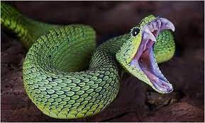 Pin By Caitlyn Mcneil On Animals In 2020 Snake Venom Poisonous Snakes African Bush Viper