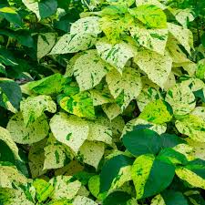 Image result for Acalypha