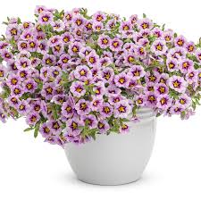 Image result for foto Million Bells