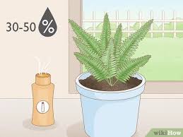 We did not find results for: How To Care For Ferns 12 Steps With Pictures Wikihow Life
