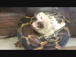 このアカウントには、性的興奮を催すリンクや破廉恥な画像を多数含みます。 もし嫌悪感を感じたらミュートないしはブロック下さい。 #uncensored #無修正 #pornstar #av女優. Online Bolt Kedvezmenyeket Kinalnak Nepszeru Marka è›‡ é¤Œ è±š 1 Stop Service Shop Com